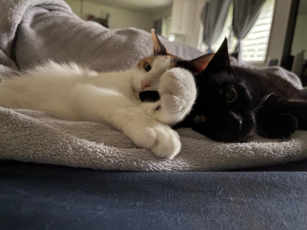 Image of Peaches and Einstein cuddling in bed.